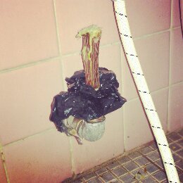 IMG_20130620_044132.jpg image